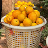 【现摘现发】正宗江西赣南脐橙 九省包邮 商品缩略图5
