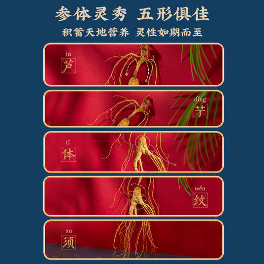 山参礼盒 商品图2