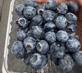 秘鲁小树苗蓝莓（125g)