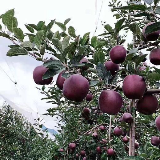 【果蔬精选】云南昭通黑卡苹果 童话里的苹果 肉质细嫩 爽脆可口 满口都是醇厚香甜的苹果香气~ 商品图4