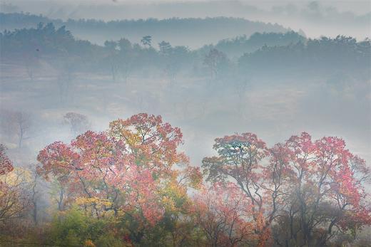 大别山红叶5—9天摄影团——九资河柿子古村、罗田水上红叶、圣人堂、马鬃岭、大悟红叶、杨高山、随州钱冲古银杏 商品图7