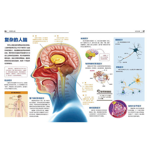 神奇的人脑 商品图1