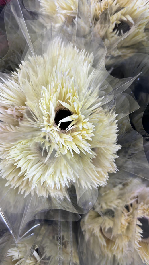 【拉丝弗朗】白色拉丝菊  约10枝/扎 商品图4