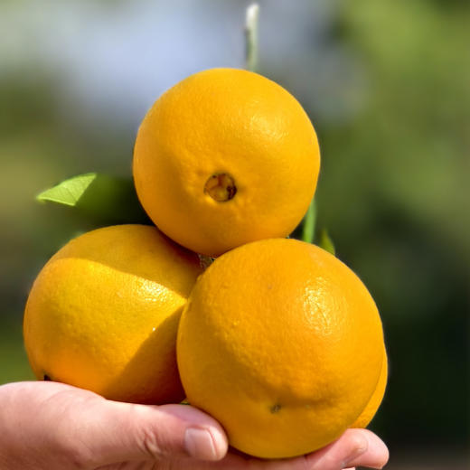 【现摘现发】正宗江西赣南脐橙 九省包邮 商品图10