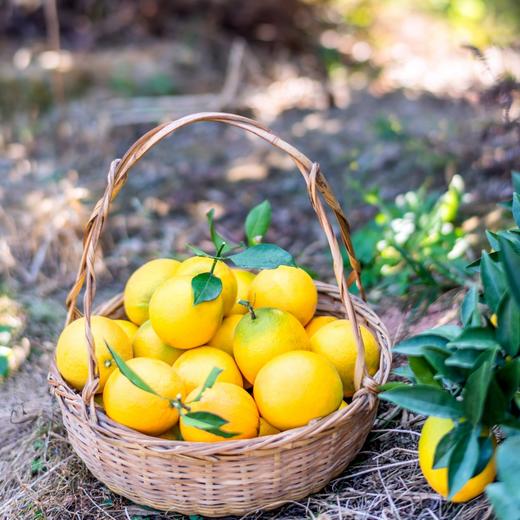 璞实®有机赣南脐橙5kg（含箱） 商品图2