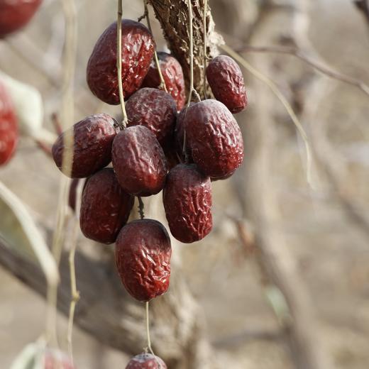 【自营】新疆自然吊干红枣 若羌灰枣（带土枣未清洗） 商品图1