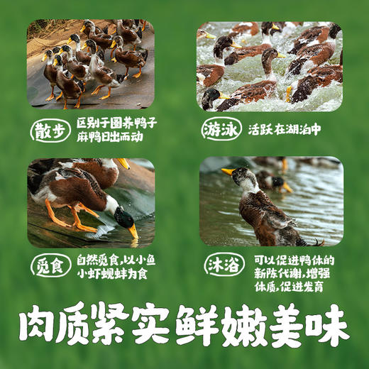 【巢湖仔麻鸭，好水出好鸭】农家散养鸭子仔，蛋鲜森巢湖仔麻鸭，肉质紧实鲜嫩美味，急冻锁鲜麻鸭啤酒鸭烤鸭新鲜鸭肉土鸭整鸭QQ 商品图2
