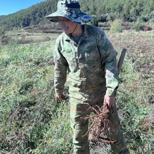 【积分兑换】010当归  【不熏硫  妇女之宝 香气浓郁 一整根滋养更全面【国家森林保护公园】 丽江老君山 高海拔 商品图6