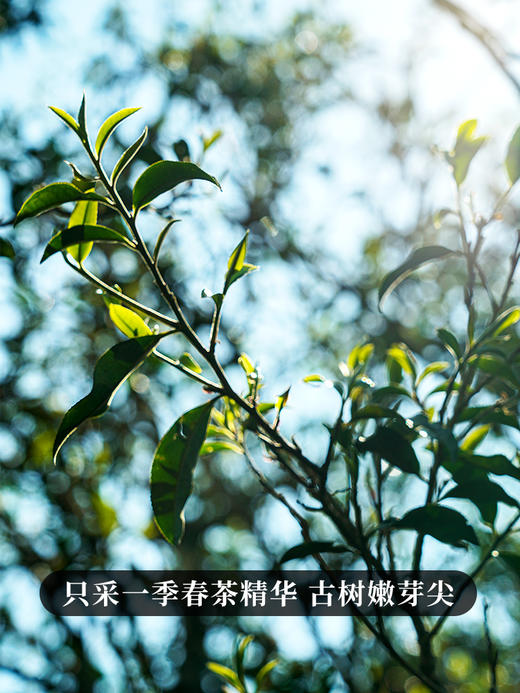 【限时秒杀】【 滇红大金针】云南凤庆·滇红之乡核心产区，只采一季春茶精华，匠心制作古树滇红红茶 200克/罐 商品图9