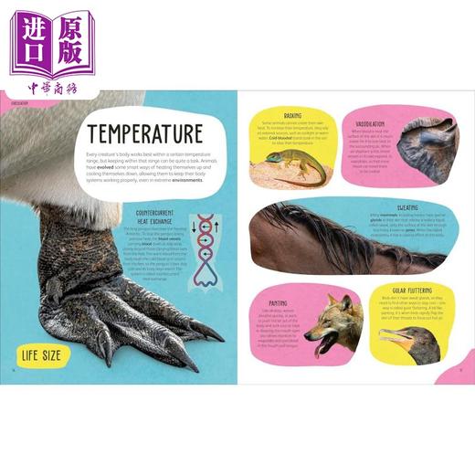 预售 【中商原版】DK动物身体之书 The Animal Body Book 英文原版 儿童知识绘本 科普读物 动物解剖学入门书 精装 进口童书5岁以上 商品图4