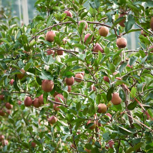 能喝出苹果品种的苹果汁 自然农法种出来的有机苹果 用HPP技术榨出来的100纯苹果汁 这果汁 要惊艳到你 | 百里食 商品图6