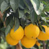【现摘现发】正宗江西赣南脐橙 九省包邮 商品缩略图8