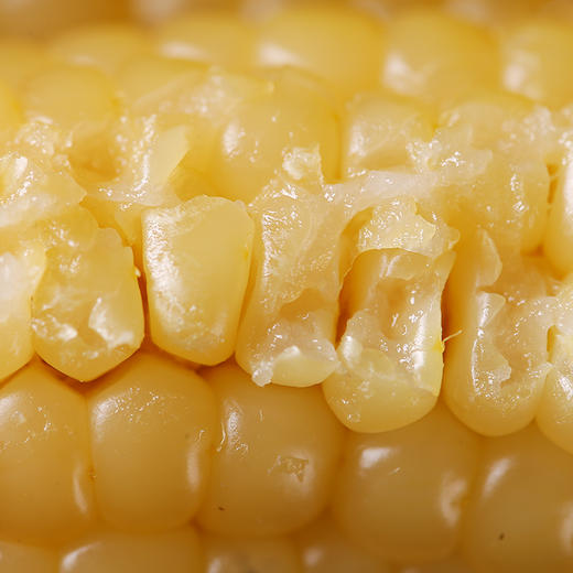 云南【拇指玉米】醇香Q糯 粒粒饱满 个头迷你 非转基因 0添加！ 商品图2