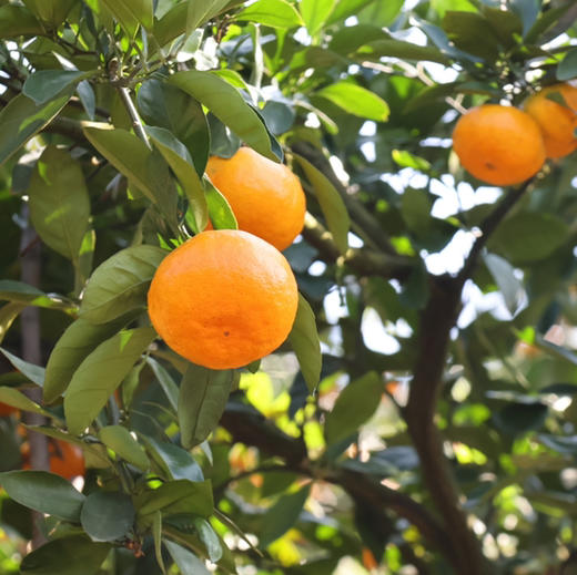 正宗 临海 高山 涌泉蜜橘 商品图2