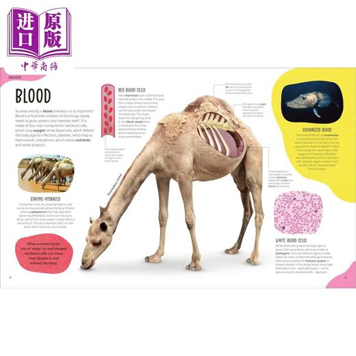 预售 【中商原版】DK动物身体之书 The Animal Body Book 英文原版 儿童知识绘本 科普读物 动物解剖学入门书 精装 进口童书5岁以上 商品图3