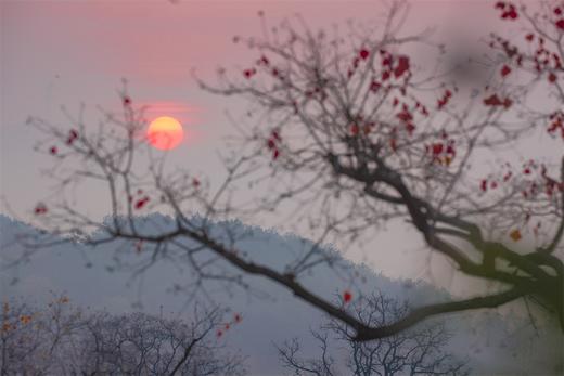 大别山红叶5—9天摄影团——九资河柿子古村、罗田水上红叶、圣人堂、马鬃岭、大悟红叶、杨高山、随州钱冲古银杏 商品图6