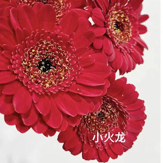 非洲菊.小火龙 商品图0