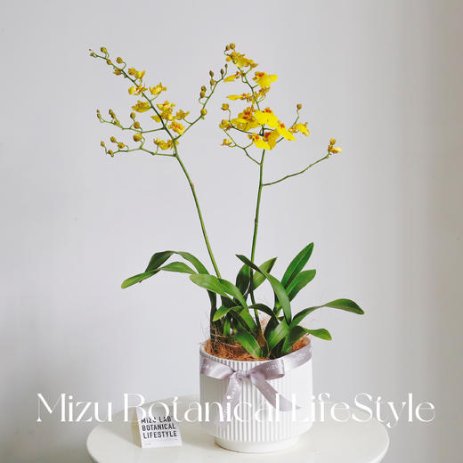 黄金跳舞兰 商品图0