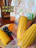 //【皇饿吗&玉巨人 真空包装熟制鲜食玉米】沙漠玉米🌽 糯叽叽甜滋滋还能拉丝，皮薄肉满，软糯Q弹 ✅无污染种植：源自内蒙古乌兰布和沙漠，天然纯净！  商品缩略图2