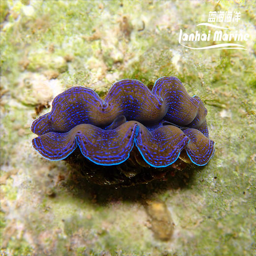 人工鳞砗磲（滤水） 商品图3