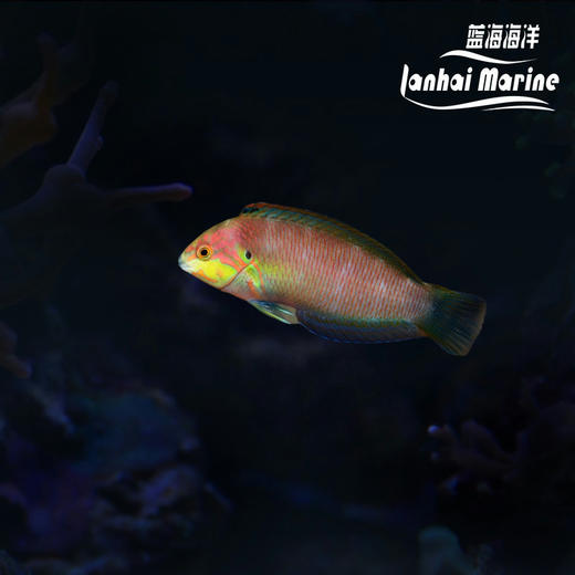 红面仙女龙 商品图0