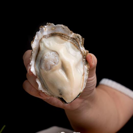 杞冠臻选 | 乳山生蚝 5斤装 颗颗饱满 肉质紧实 鲜嫩肥美 顺丰或京东快递 商品图1