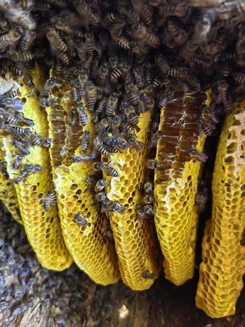 天然深山老蜂巢蜜🐝天然土蜂巢 ，用过的都明白它的好 基地直邮 商品图2