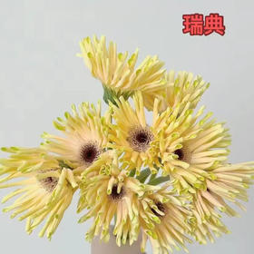 非洲菊.瑞典