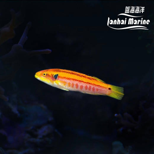 金背狐/糖果狐 商品图1