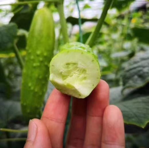 [最农公社]山东海阳精品普罗旺斯西红柿/白玉黄瓜净重4.5斤（以分量为主数量参考） 商品图3