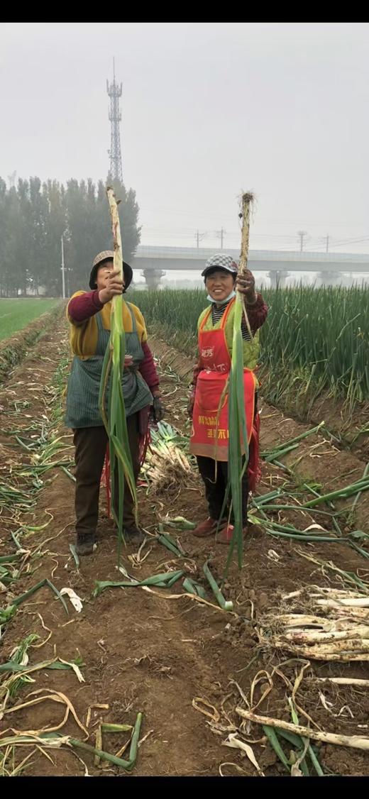 【章丘大葱】高白脆甜 富硒 葱白长 10斤礼盒装 包邮 商品图5