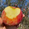 大凉山糖心丑苹果【愿每一颗苹果走出大山，更希望大山里的果农们能走出大山多看看外面的世界】 商品缩略图1