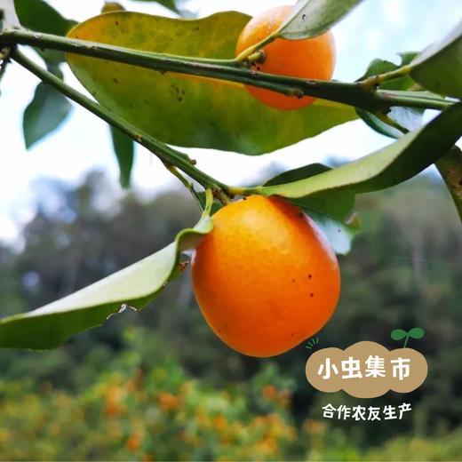 福建生态金桔 4.8斤 I 来自福建龙岩，生产者：李振基 *【公平贸易农人定价】 商品图13