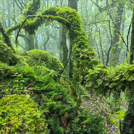 云南｜哀牢山徒步露营3天2晚，现实版暮光森林，哀牢山可开放区域的非景区徒步路线！动植物研究所/真菌王国/树的海洋/人少秘境日出云海观景台！深度探索哀牢山！ 商品图6