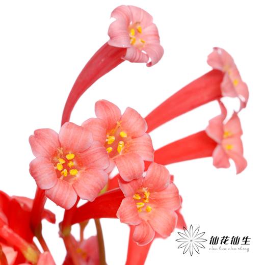 配花 | 垂筒花红色 商品图2