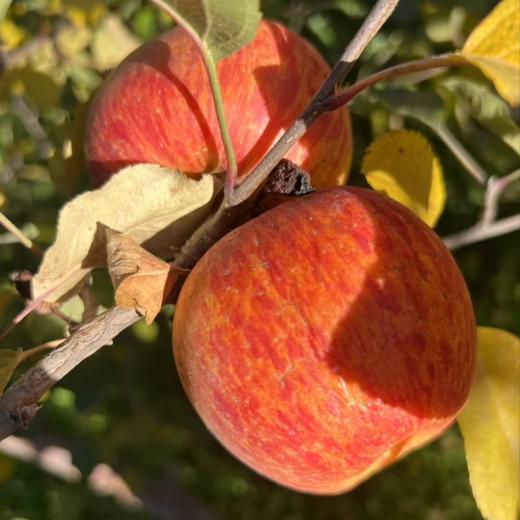 大凉山糖心丑苹果【愿每一颗苹果走出大山，更希望大山里的果农们能走出大山多看看外面的世界】 商品图4