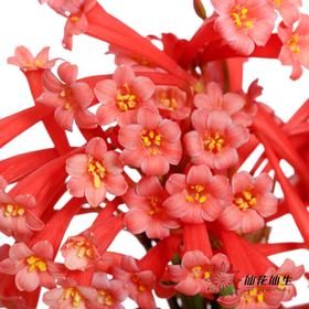 配花 | 垂筒花红色