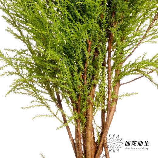 叶材 | 香松 商品图1