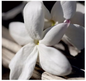  “鹿茸”被曝光了，长期吃鹿茸，男人发生惊人变化！