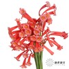 配花 | 垂筒花红色 商品缩略图3