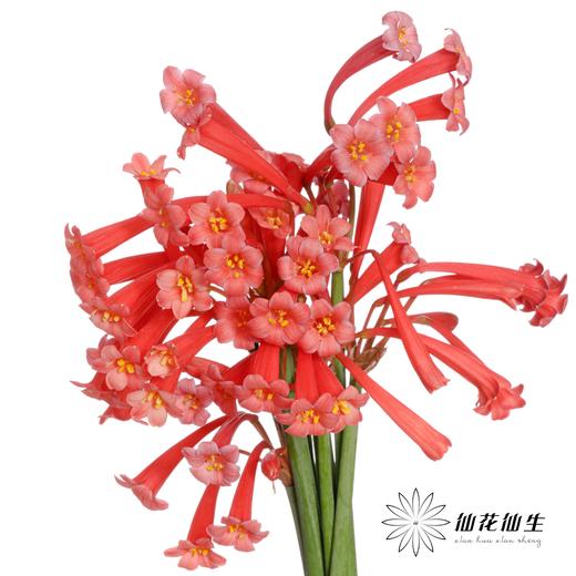 配花 | 垂筒花红色 商品图3