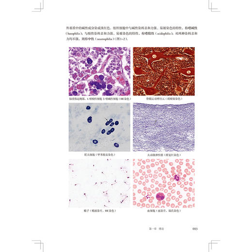 组织学与胚胎学 第4版 十四五规划新形态教材全国高等学校教材 供临床预防口腔护理检验影像专业高等学历继续教育用人民卫生出版社 商品图4