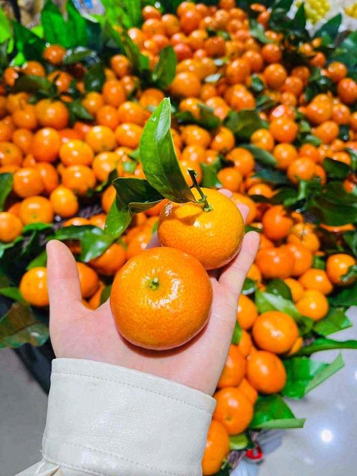 广西 砂糖橘 1斤甜 商品图1