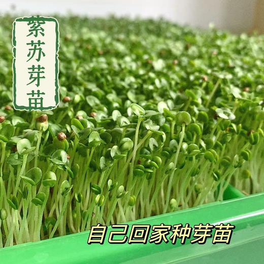 全食物日记 芽苗种植箱育苗盒芽菜盘食品级材料水培芽菜 商品图3