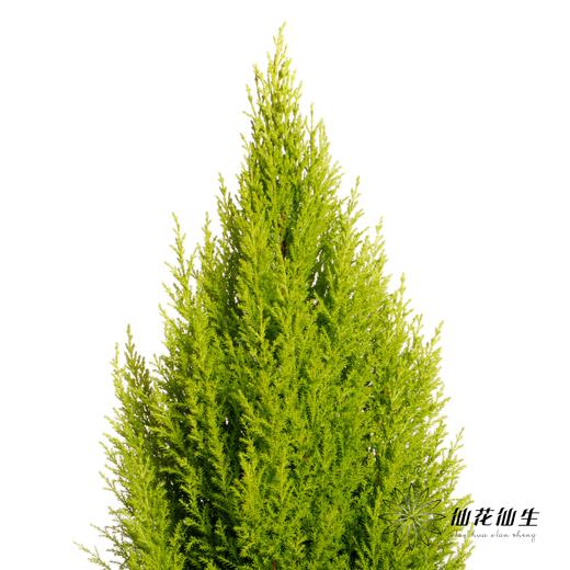 叶材 | 香松 商品图3