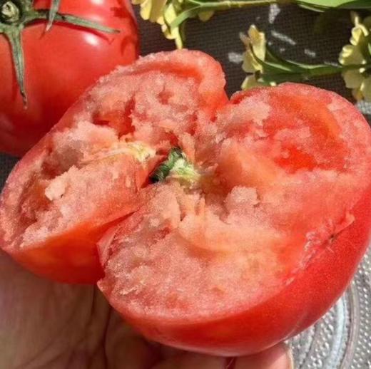 [最农公社]山东海阳精品普罗旺斯西红柿/白玉黄瓜净重4.5斤（以分量为主数量参考） 商品图2