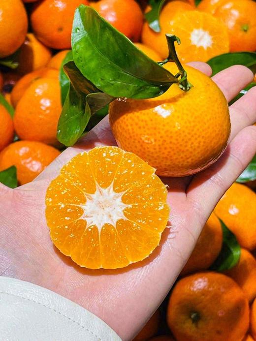 广西 砂糖橘 1斤甜 商品图2