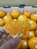 【蜜桔天花板】台州涌泉高山蜜桔，无敌好吃，像果冻一样，水分超好，纯甜，爆汁 商品缩略图6