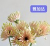 非洲菊·雅加达 商品缩略图0