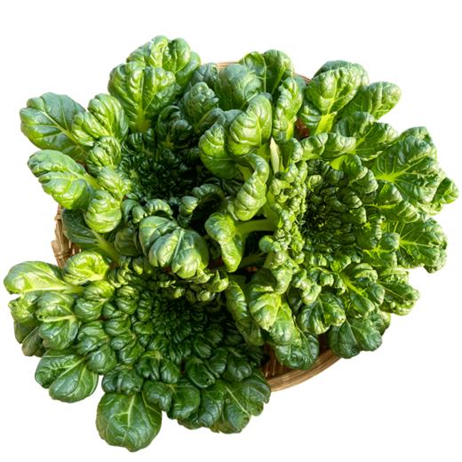 农家现摘乌塌菜  新鲜  脆嫩清香  回口微甜   叶菜 适合清炒 火锅涮菜 300g 商品图3